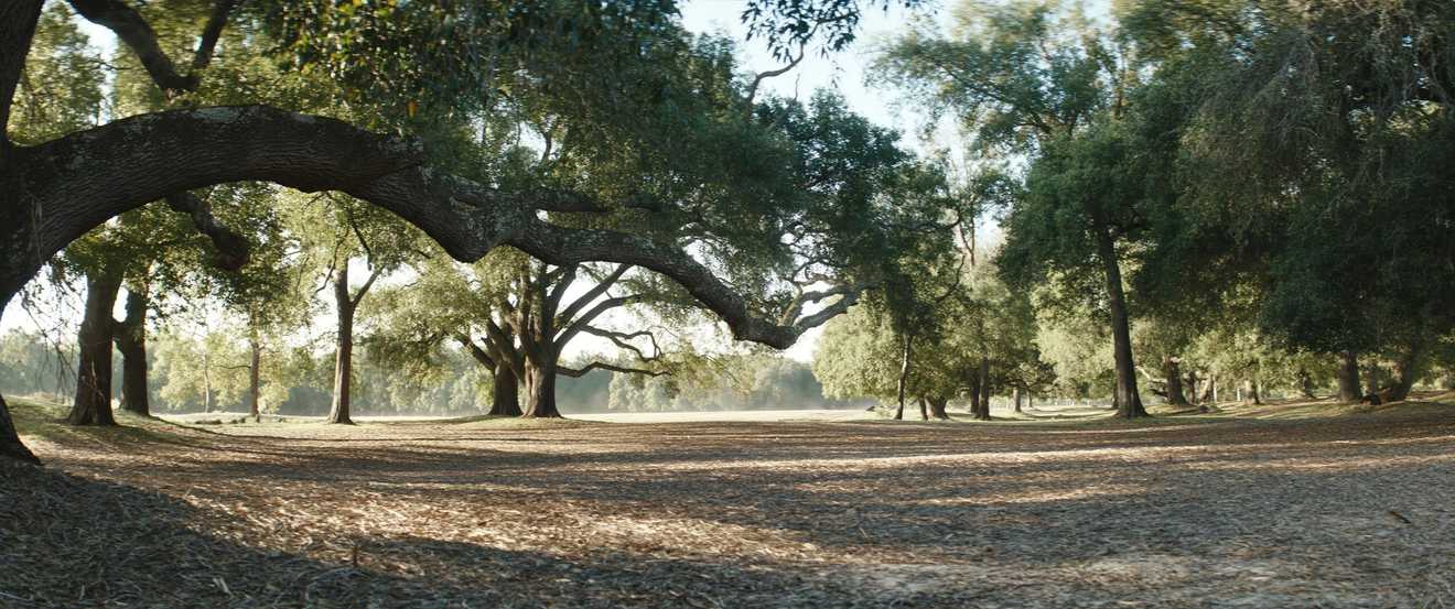 Underbrush cleared beneath mature trees