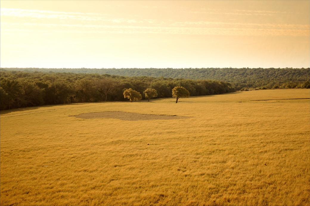Mesquite grubbed from pasture