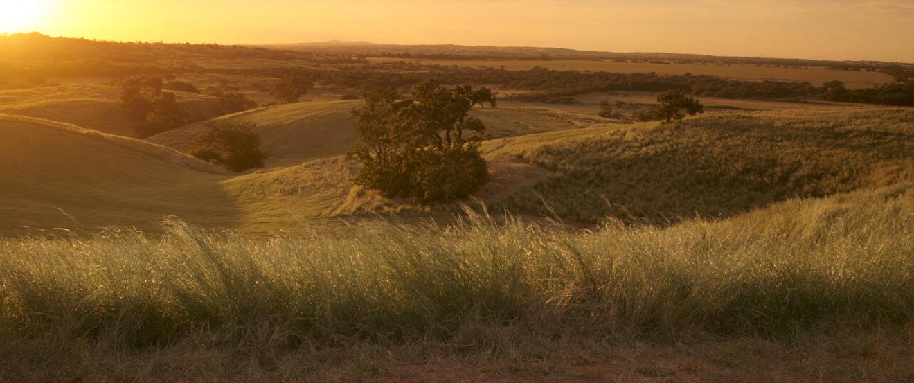 Reclaimed open pasture